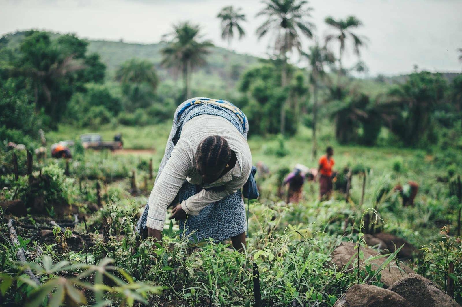 Women planting crops on a hillside farm